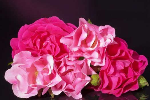 pink roses with buds isolated on black background