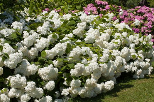 lilac and white bushes of great blossoming hortensias in the garden