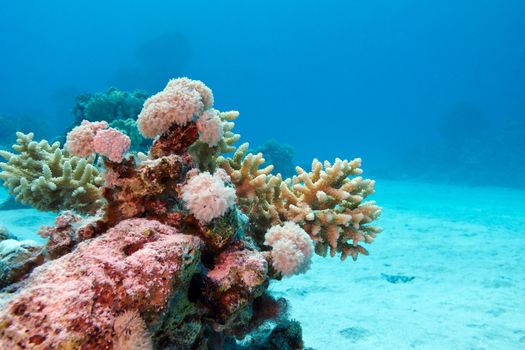 coral reef with hard corals at the bottom of tropical sea on blue water background