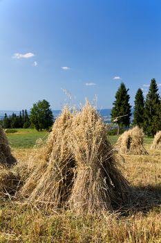 field with some bundles of hay in the summer on blue sky background
