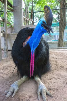 Southern Cassowary also known as double-wattled cassowary, Australian cassowary or two-wattled cassowary.