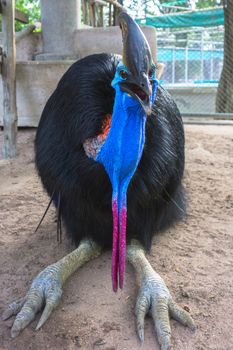 Southern Cassowary also known as double-wattled cassowary, Australian cassowary or two-wattled cassowary.