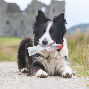 Border collie sheepdog waiting with a plastic bottle