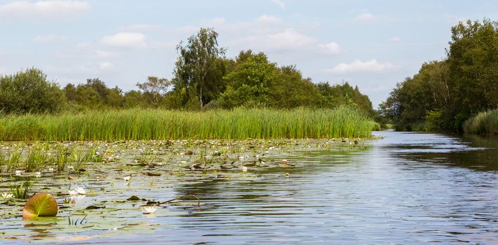 Typical view of a the swamp in National Park Weerribben in the Netherlands