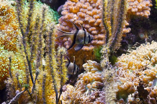 tropical aquarium with Pterapogon kauderni fish and sponges