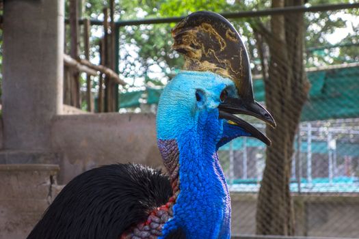 Southern Cassowary  also known as double-wattled cassowary, Australian cassowary or two-wattled cassowary.