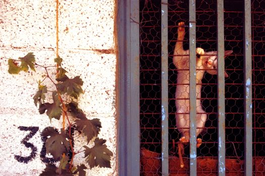 Scene in Crete 1991