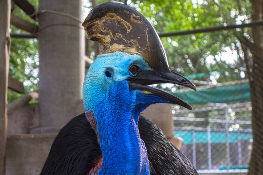 Southern Cassowary also known as double-wattled cassowary, Australian cassowary or two-wattled cassowary.