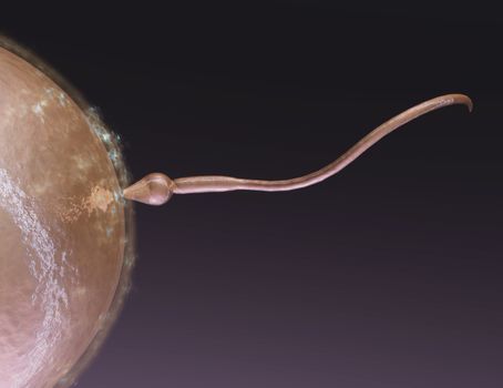 Digital visualization of reproduction