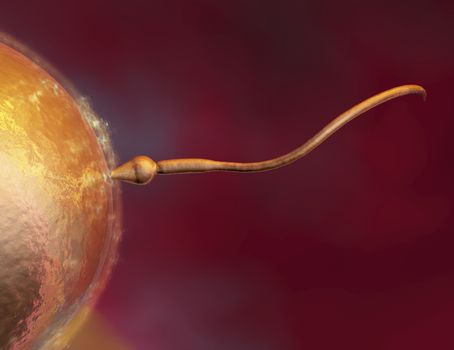 Digital visualization of reproduction
