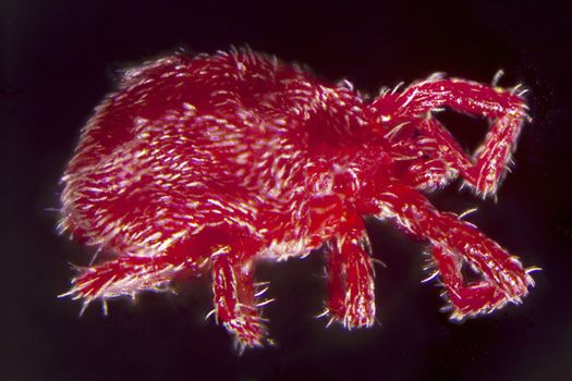 Microphotography: Nymph of a Trombidium Holosericeum