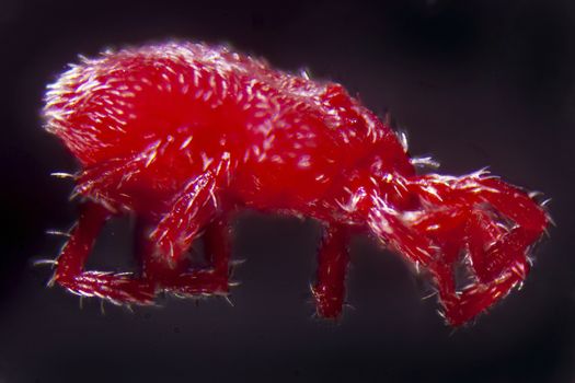 Microphotography: Nymph of a Trombidium Holosericeum