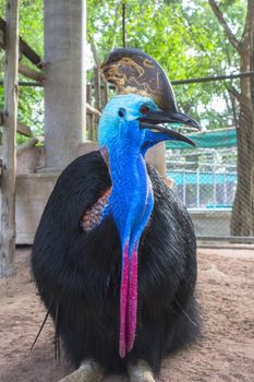 Southern Cassowary also known as double-wattled cassowary, Australian cassowary or two-wattled cassowary.