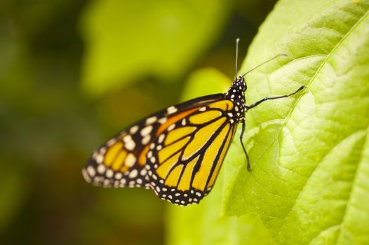Danaus plexippus