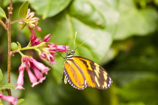 Heliconius hecale