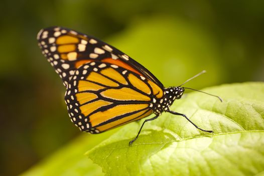 Danaus plexippus