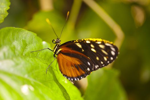 Heliconius ismenius