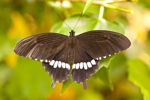 Papilio polytes
