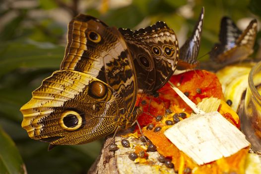 Caligo eurilochus