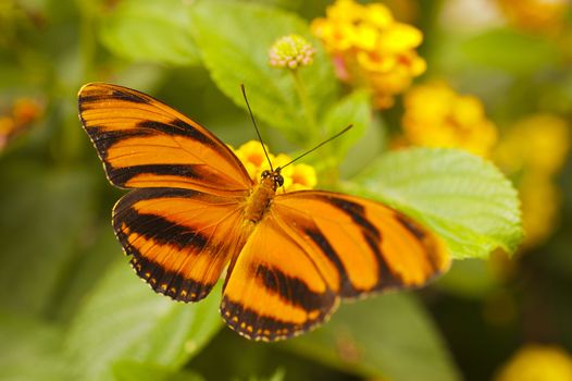 Dryadula phaetusa