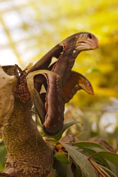 Attacus atlas