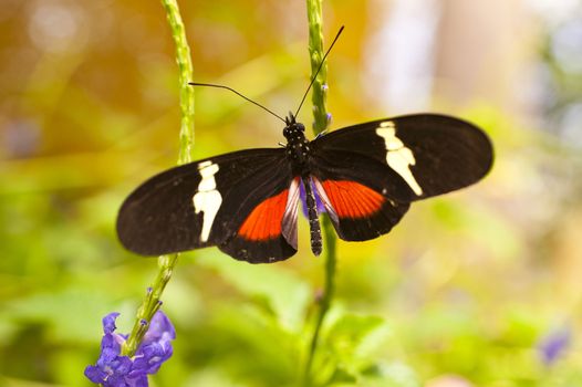 Heliconius clysonymus