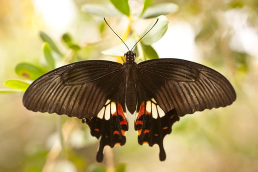 Common Rose Pachliopta aristolochiae