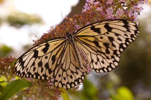 Idea leuconoe