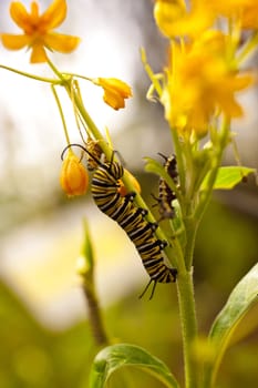 Butterfly caterpillar