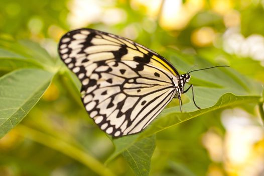 Idea leuconoe