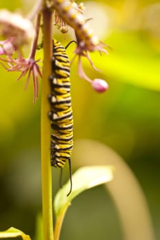 Butterfly caterpillar