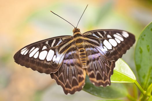 Blue Clipper Parthenos sylvia lilacinus