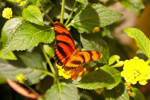 Dryadula phaetusa
