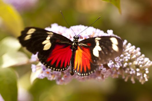 Heliconius doris