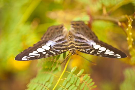 Blue Clipper Parthenos sylvia lilacinus