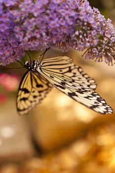 Idea leuconoe