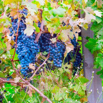 Black grapes in a vineyard, focus on left grape