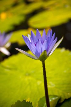 Blue Lotos Flower Nymphaea caerulea