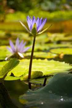 Blue Lotos Flower Nymphaea caerulea