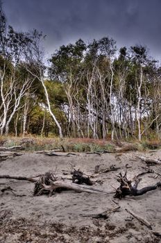 Coastal Landscape of the Baltic Sea of Darss in Germany, HDR