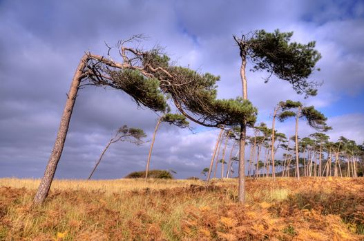 Coastal Landscape of the Baltic Sea of Darss in Germany, HDR