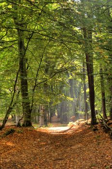 In the Forest of Darss in Germany, HDR
