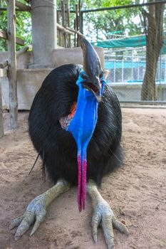 Southern Cassowary also known as double-wattled cassowary, Australian cassowary or two-wattled cassowary.