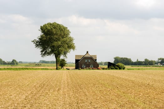 farm with single tree in the wheat wide field in holland