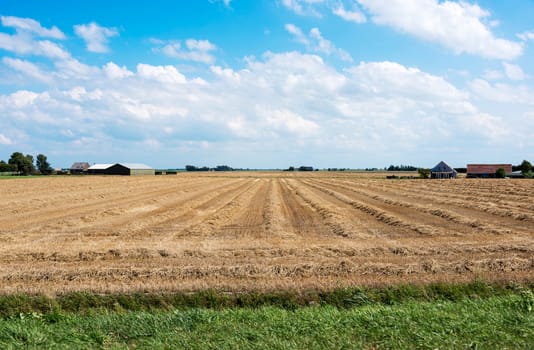 farm field with buildings golden wheat and blue sky