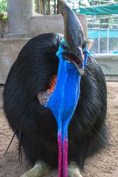 Southern Cassowary also known as double-wattled cassowary, Australian cassowary or two-wattled cassowary.