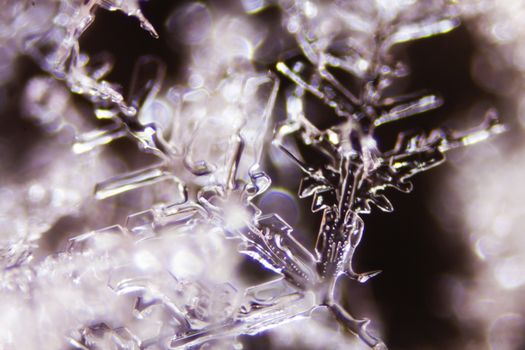 Micro Photo of Snow Crystals