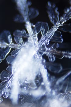 Micro Photo of Snow Crystals