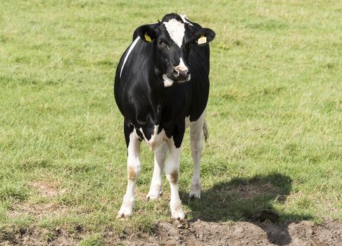 young cow looking at camera on green farm field