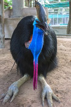 Southern Cassowary Casuarius casuarius  also known as double-wattled cassowary, Australian cassowary or two-wattled cassowary.